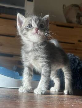 Domestic Short Hair Cats Available for Adoption in Davis, California - Cobbler | PetCurious