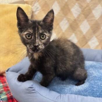 Jelly -  Domestic Short Hair Cat for Adoption in Hawthorne, California - Jelly | PetCurious