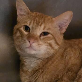 Marshall -  Domestic Short Hair Cat for Adoption in Glenfield, New York - Marshall | PetCurious