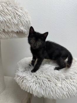Virgo -  Domestic Short Hair Cat for Adoption in Newberg, Oregon - Virgo | PetCurious