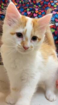 CHULA -  Domestic Long Hair Cat for Adoption in Elizabethton, Tennessee - CHULA | PetCurious