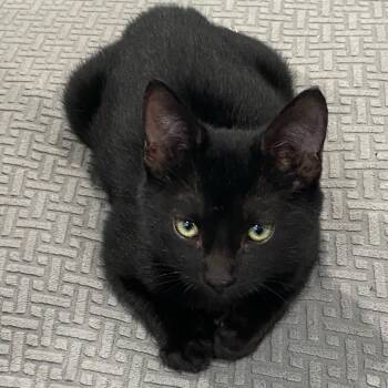 Rescue Domestic Short Hair Cats for Adoption in Los Angeles, California - Louie | PetCurious