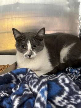 Domestic Short Hair Cats Available for Adoption in El Paso, Texas - Lilly | PetCurious