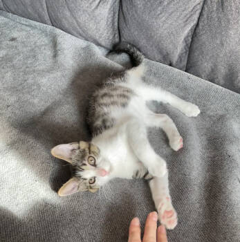 Rescue Domestic Short Hair Cats for Adoption in East Greenville, Pennsylvania - Pip | PetCurious