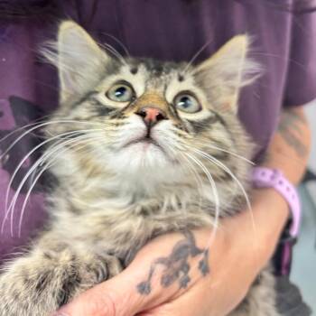 Odin -  Domestic Long Hair Cat for Adoption in Denver, Colorado - Odin | PetCurious