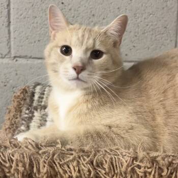 Rescue Domestic Short Hair Cats for Adoption in Etna, Pennsylvania - Charming | PetCurious
