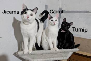 Domestic Short Hair Cats Available for Adoption in Kalamazoo, Michigan - Veggie Babies | PetCurious