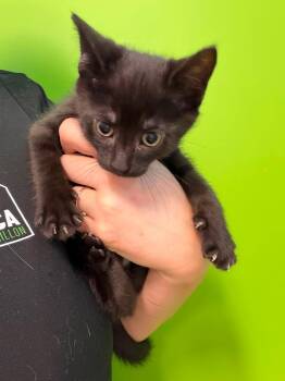 Zebulon -  Domestic Short Hair Cat for Adoption in Delson, Quebec - Zebulon | PetCurious