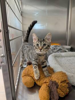 Coral -  Domestic Short Hair Cat for Adoption in Chambersburg, Pennsylvania - Coral | PetCurious