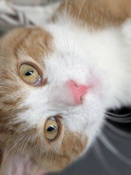 Asbury -  American Shorthair Cat for Adoption in Plainfield, New Jersey - Asbury | PetCurious