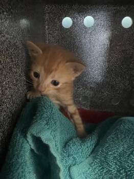 Sunfyre -  Domestic Short Hair Cat for Adoption in Daytona Beach, Florida - Sunfyre | PetCurious