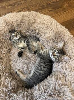 Marten -  Domestic Short Hair Cat for Adoption in Ferndale, Michigan - Marten | PetCurious
