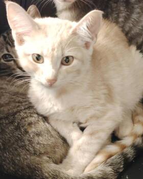 Butter -  Domestic Short Hair Cat for Adoption in Republic, Missouri - Butter | PetCurious