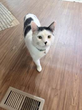 Domestic Short Hair Cats Available for Adoption in Mcpherson, Kansas - Bourbon | PetCurious