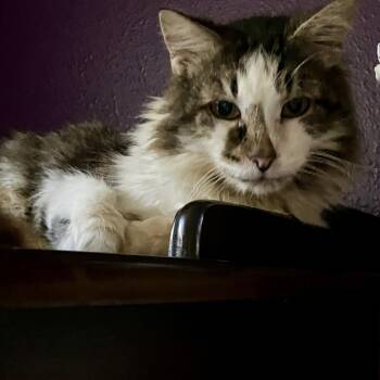 Domestic Medium Hair Cats Available for Adoption in Port Charlotte, Florida - Luke | PetCurious