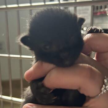 Chad -  Domestic Short Hair Cat for Adoption in Chattanooga, Tennessee - Chad | PetCurious