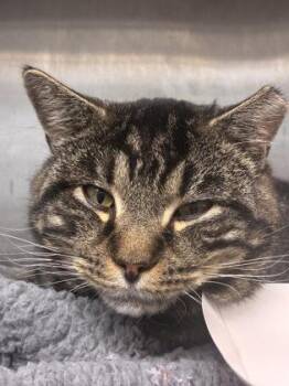 Niki -  Domestic Short Hair Cat for Adoption in West Chester, Pennsylvania - Niki | PetCurious