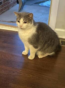 Domestic Short Hair Cats Available for Adoption in Bloomington, Indiana - Muffin Man | PetCurious
