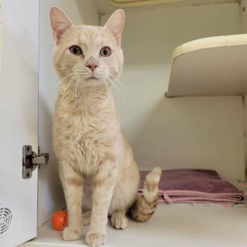 Domestic Short Hair Cats Available for Adoption - Clark Gable | PetCurious