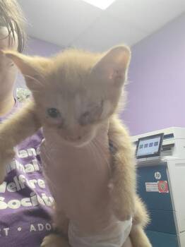Domestic Short Hair Cats Available for Adoption in Fort Walton Beach, Florida - A234420 | PetCurious