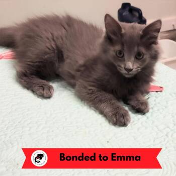 Evelyn -  Domestic Long Hair Cat for Adoption in Skokie, Illinois - Evelyn | PetCurious