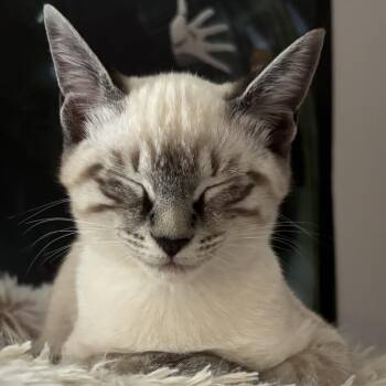 Axel -  Siamese Cat for Adoption in Asheville, North Carolina - Axel | PetCurious