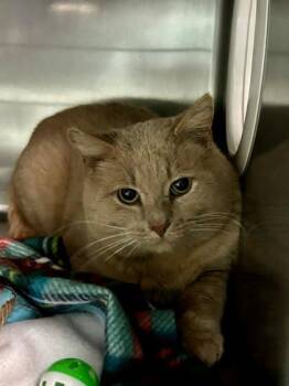 Domestic Short Hair Cats Available for Adoption - Chester | PetCurious