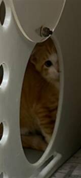 CINDY CLAWFORD -  Domestic Short Hair Cat Available for Adoption in Texas City, Texas - CINDY CLAWFORD | PetCurious