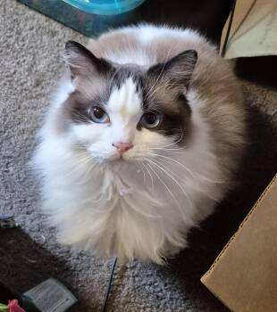 Ragdoll Cats Available for Adoption in Springfield, Oregon - Callie | PetCurious