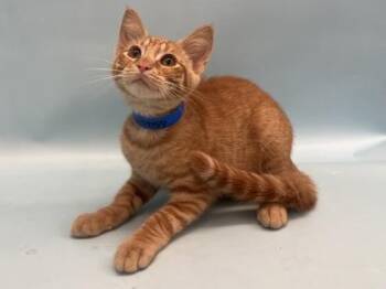 Sweet Potato -  Domestic Short Hair Cat for Adoption in Golden Valley, Minnesota - Sweet Potato | PetCurious