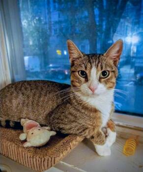 Rescue Domestic Short Hair Cats for Adoption in Union City, New Jersey - Bebezinho | PetCurious