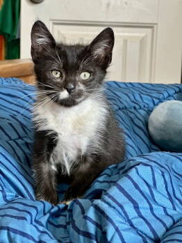 Rescue Tuxedo Cats for Adoption in Ball Ground, Georgia - Tenor | PetCurious