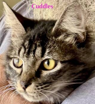 Domestic Medium Hair Cats Available for Adoption - Cuddles | PetCurious