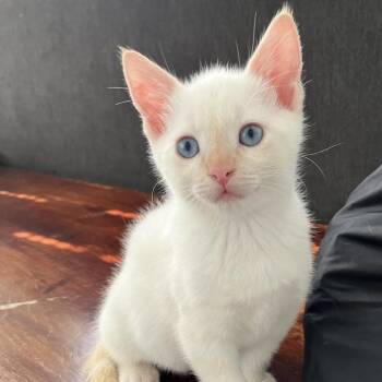 Gherkin -  Siamese Cat for Adoption in Los Angeles, California - Gherkin | PetCurious
