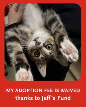 BENNY -  Domestic Short Hair Cat for Adoption in Boston, Massachusetts - BENNY | PetCurious