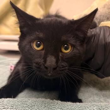 Babs -  Domestic Short Hair Cat for Adoption in Murray, Utah - Babs | PetCurious