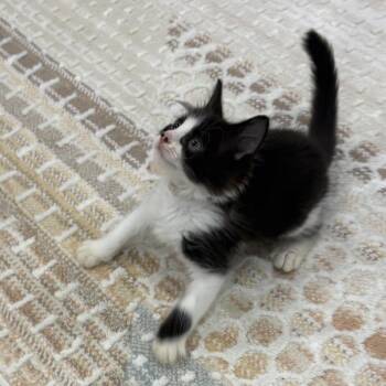 Leo (Rory Kit 3) -  Domestic Medium Hair Cat for Adoption in Cumming, Georgia - Leo (Rory Kit 3) | PetCurious