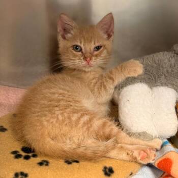 Flex -  Domestic Short Hair Cat for Adoption in Cumming, Georgia - Flex | PetCurious