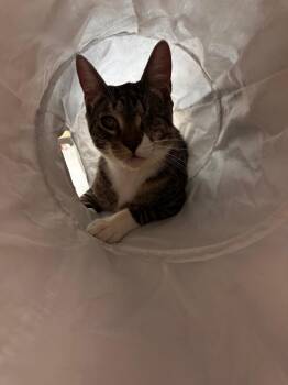 Mayor Who -  Domestic Short Hair Cat for Adoption in Camp Hill, Pennsylvania - Mayor Who | PetCurious