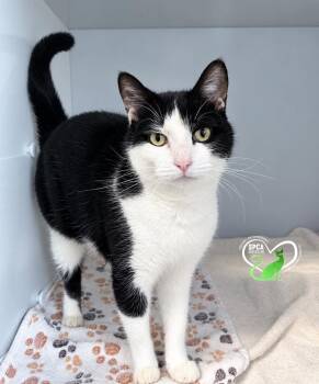 Luna -  Domestic Short Hair Cat for Adoption in Delson, Quebec - Luna | PetCurious