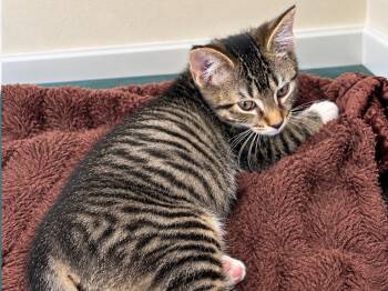 Elton -  Tabby Cat for Adoption in Great Neck, New York - Elton | PetCurious