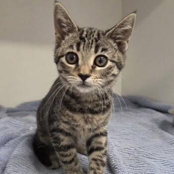 Yin -  Domestic Short Hair Cat for Adoption in Voorhees Township, New Jersey - Yin | PetCurious