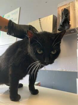 A884731 -  Domestic Short Hair Cat for Adoption in Camarillo, California - A884731 | PetCurious