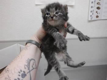 COMBS -  Domestic Medium Hair and Domestic Short Hair Cat Available for Adoption in Oroville, California - COMBS | PetCurious