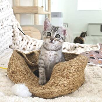 Domestic Short Hair Cats Available for Adoption in Villa Park, California - Lili | PetCurious