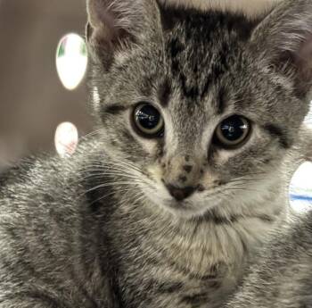 Luke -  Domestic Short Hair Cat for Adoption in Des Moines, Iowa - Luke | PetCurious