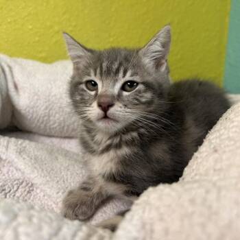 Domestic Short Hair Cats Available for Adoption in Fresno, California - Sketchers | PetCurious