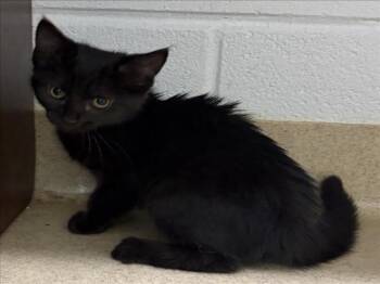 CHIRON -  Domestic Short Hair Cat for Adoption in Derwood, Maryland - CHIRON | PetCurious