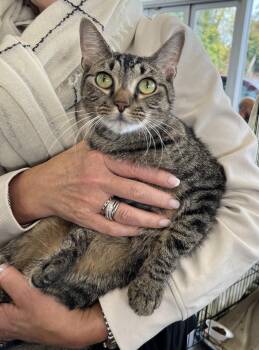 Rescue Domestic Short Hair Cats for Adoption in Stamford, Connecticut - Elisa-The Sweetest Little Lovebug | PetCurious