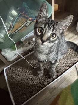 Meerkat -  Domestic Short Hair Cat for Adoption in Topeka, Kansas - Meerkat | PetCurious